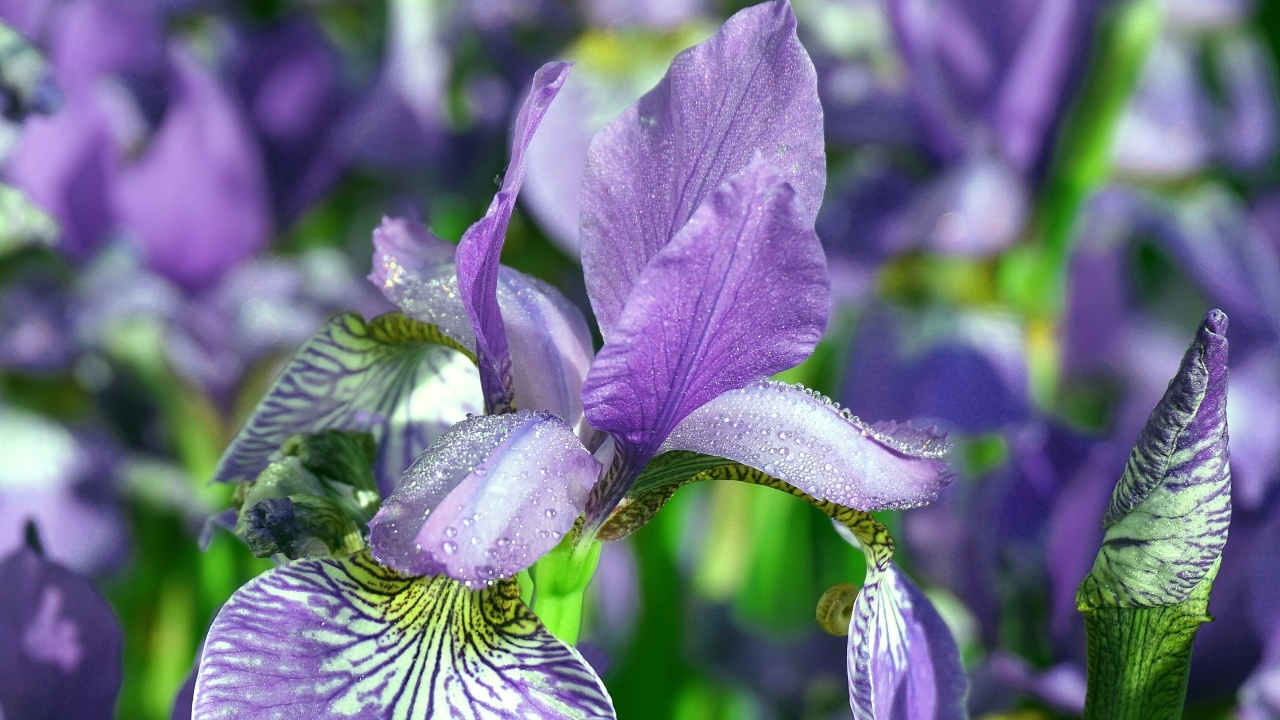 Синие цветы ириса с мокрыми лепестками