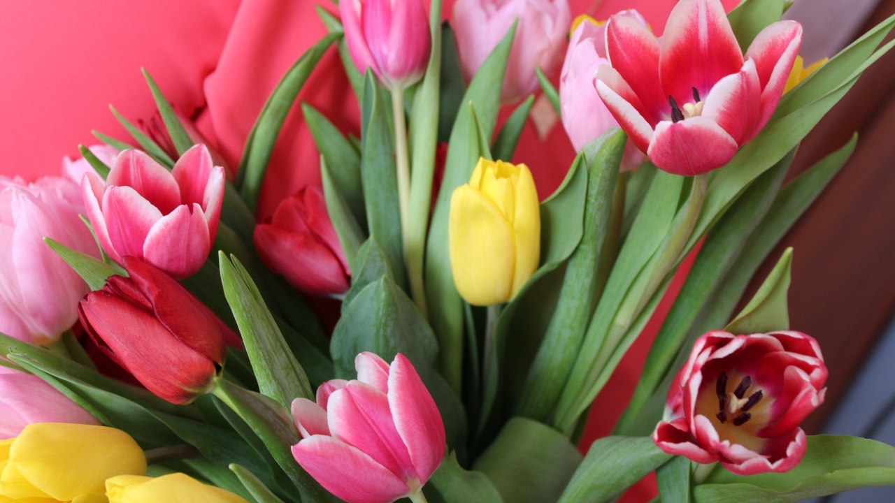 Букет разноцветных тюльпанов крупным планом