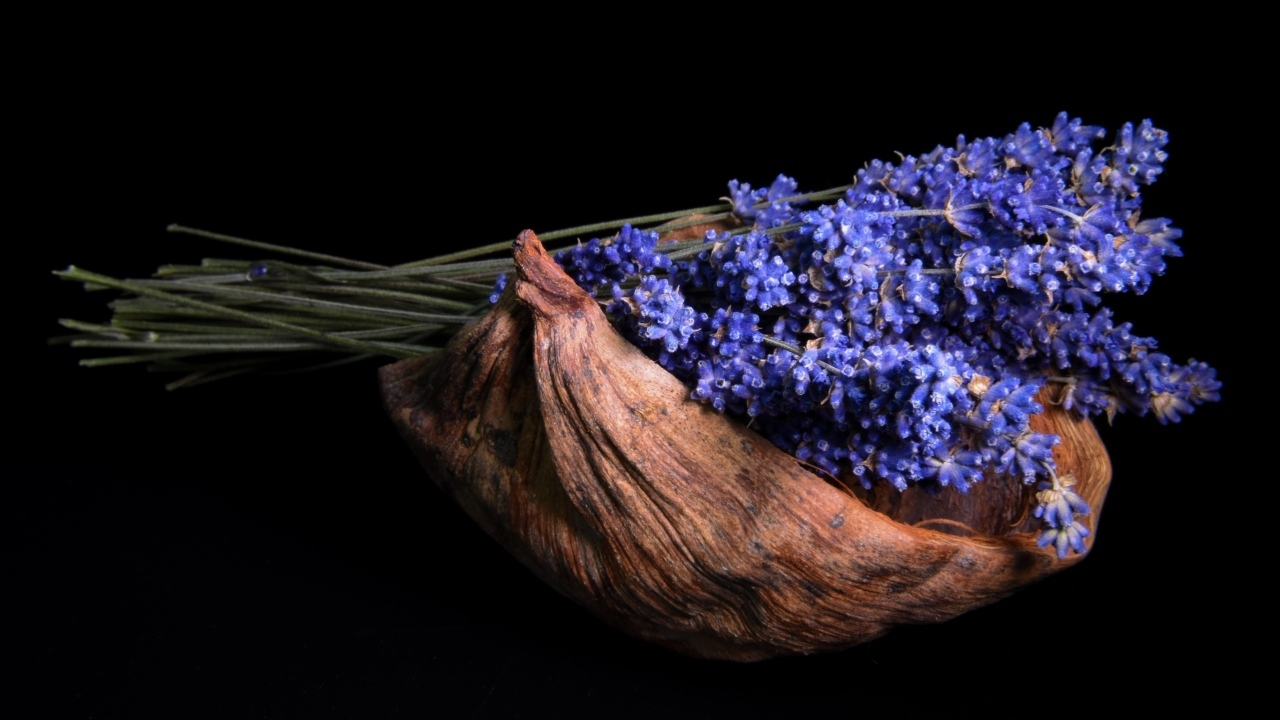 Букет цветов лаванды в коряге на черном фоне