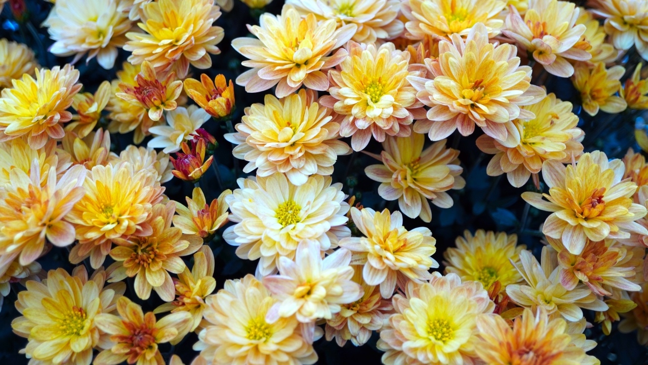 Букет оранжевых цветов хризантемы вблизи