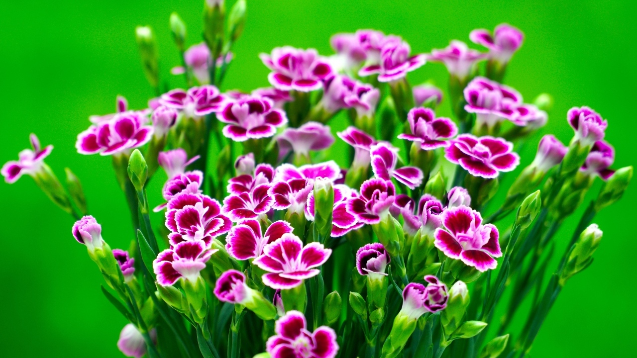 Букет розовых цветов гвоздики на зеленом фоне