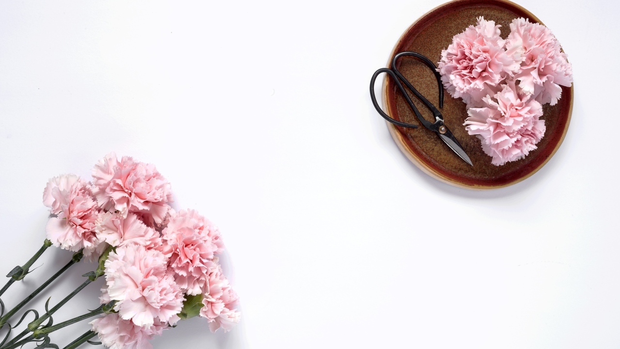 Букет розовых гвоздик с ножницами на белом фоне