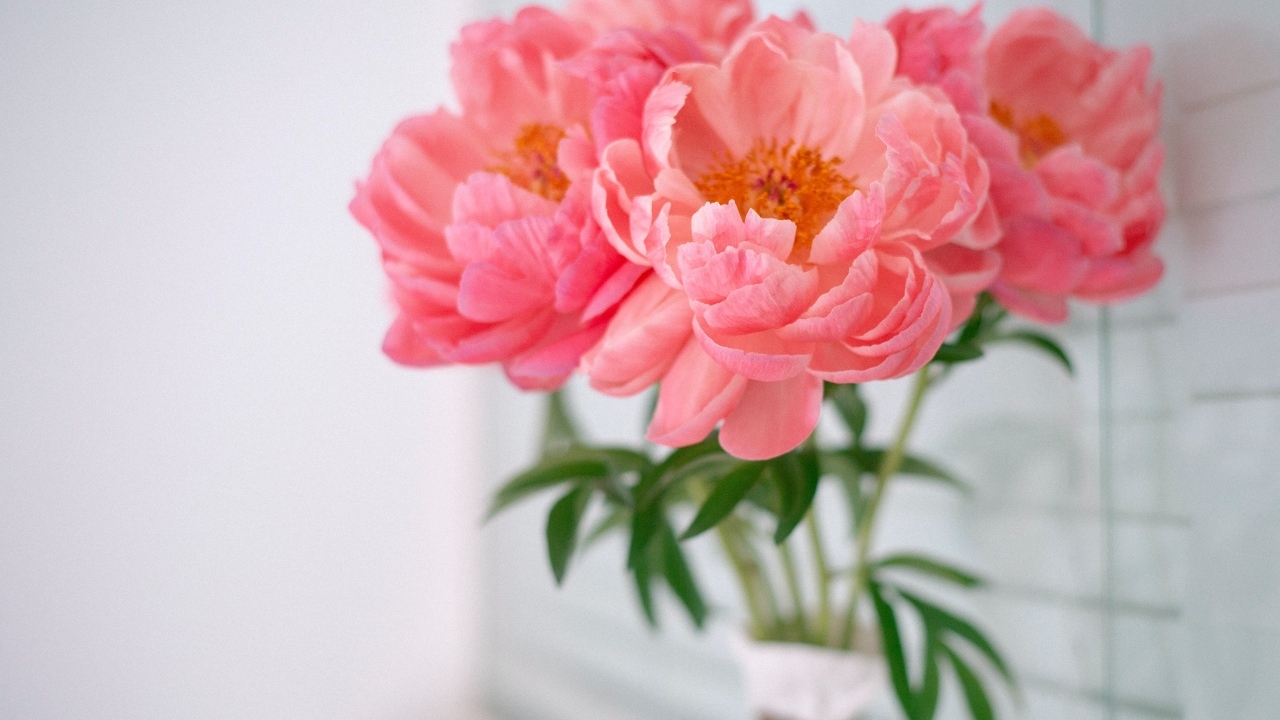 Букет розовых пионов в вазе у стены