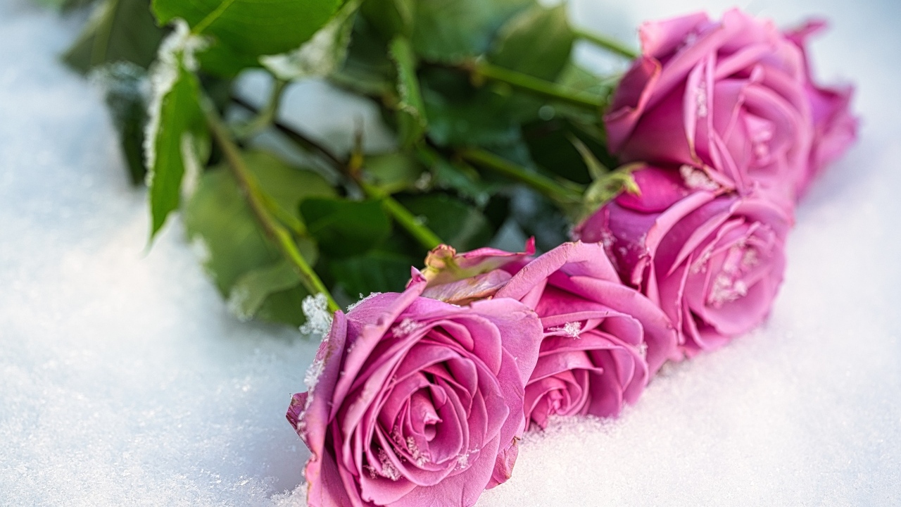 Букет розовых роз на снегу
