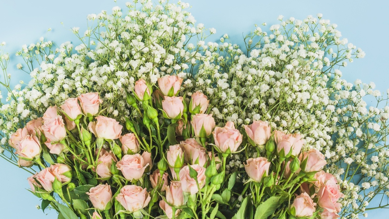 Букет розовых роз с белыми цветами гипсофилы на голубом фоне