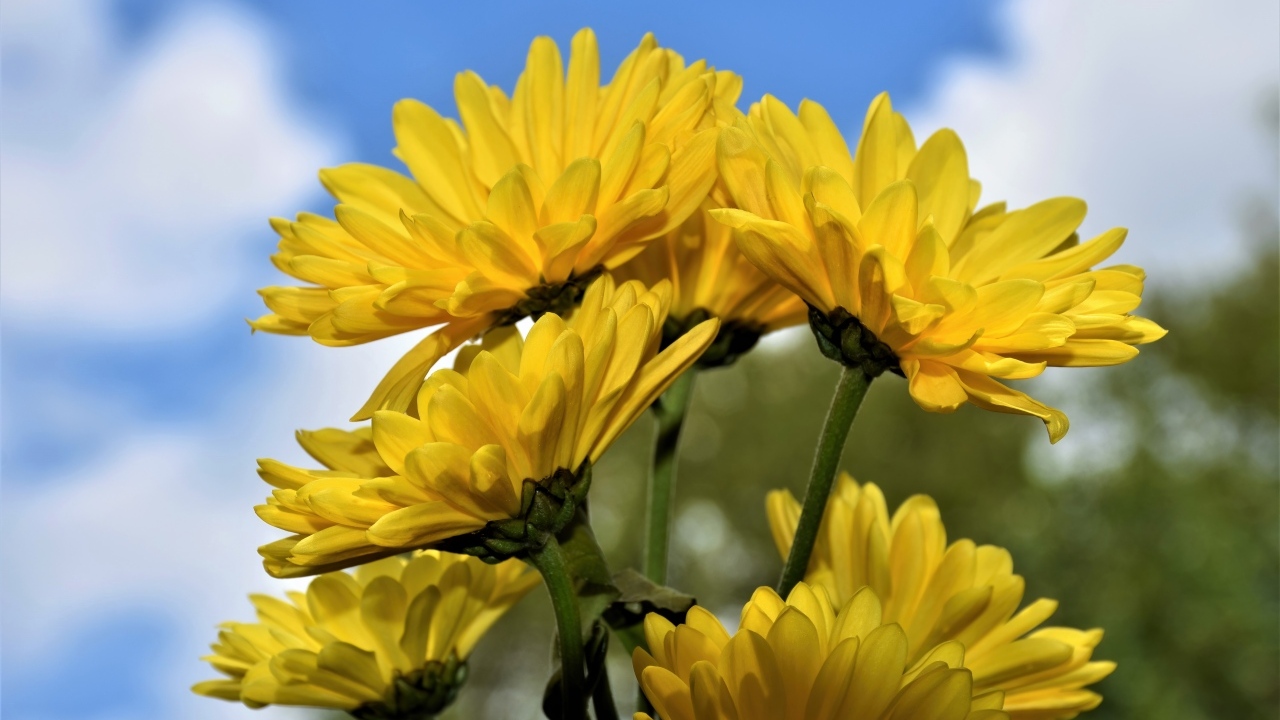 Ветка с желтыми цветами хризантемы