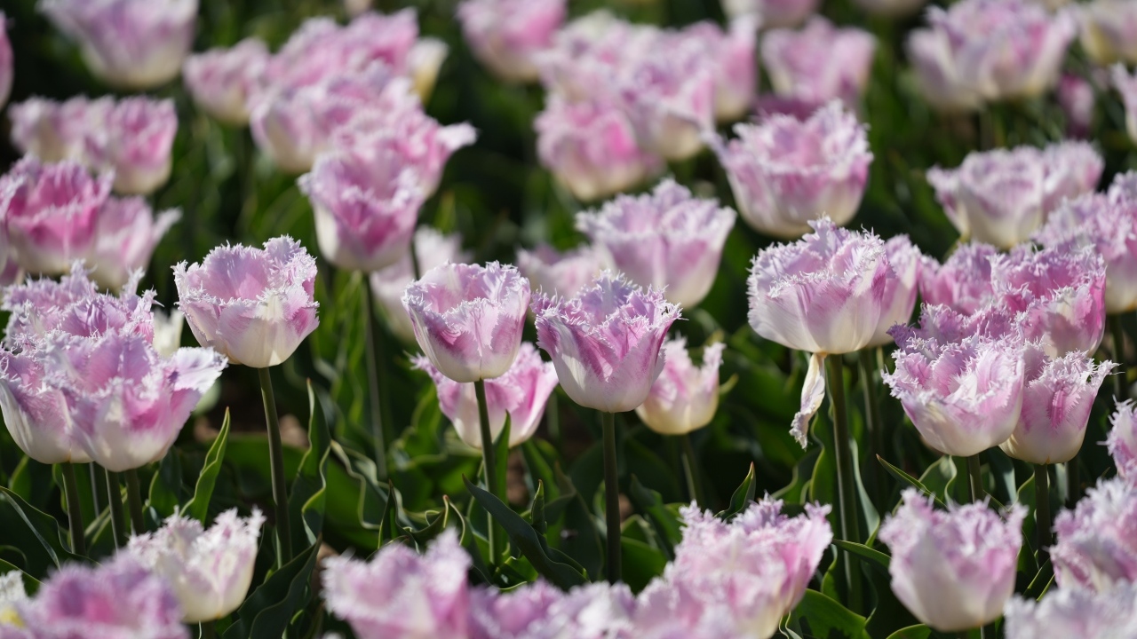 Яркие розовые тюльпаны на поле весной