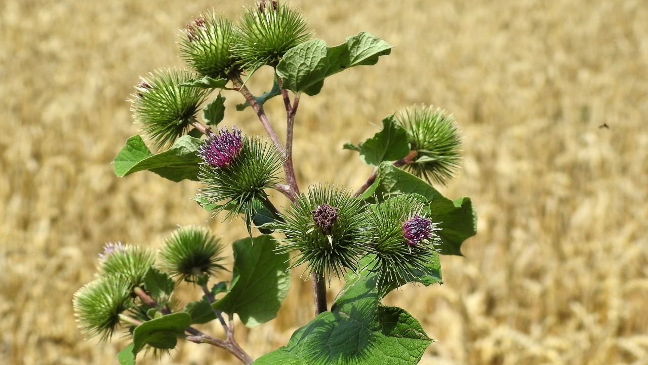 Цветы лопуха крупным планом