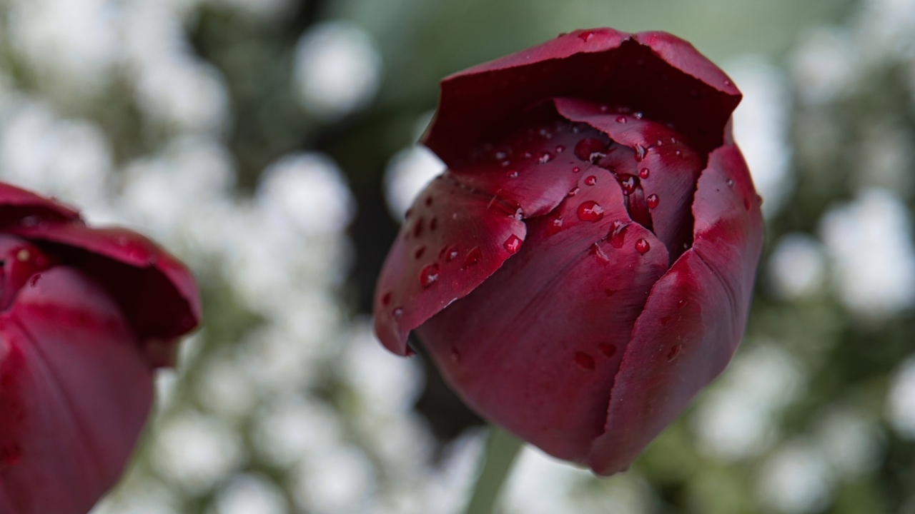 Бордовый тюльпан в каплях дождя