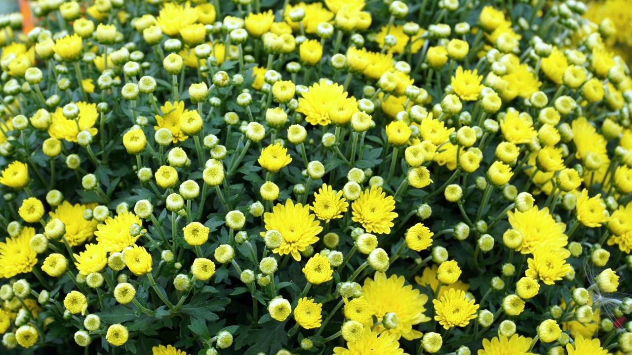 Куст распускающихся желтых цветов хризантемы