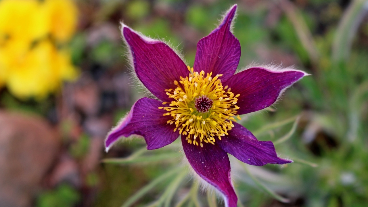 Красивый цветок прострела с желтой серединкой крупным планом