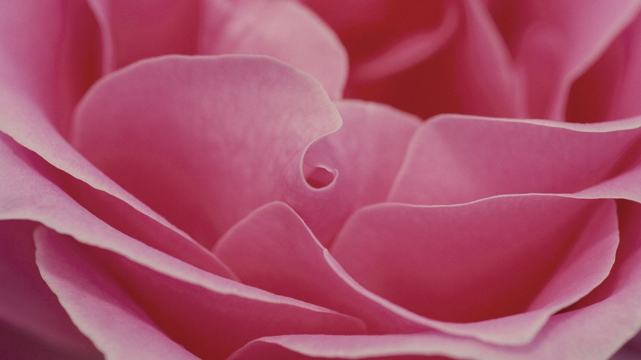 Лепестки розовой розы крупным планом