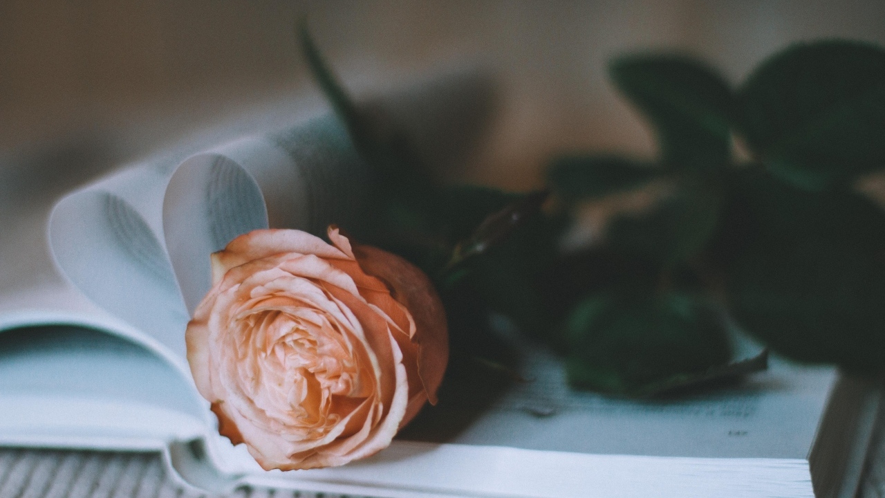 Кремовая роза лежит на книге