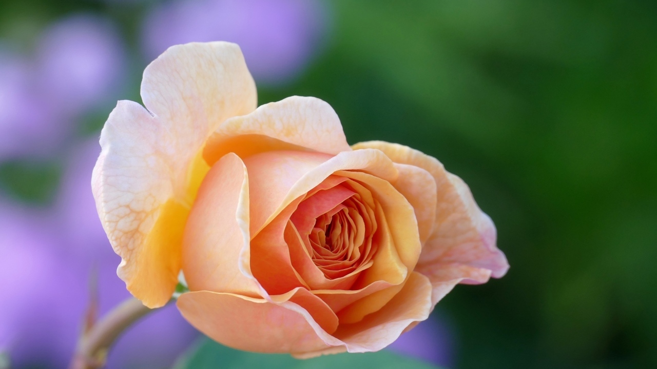 Нежная кремового цвета роза крупным планом