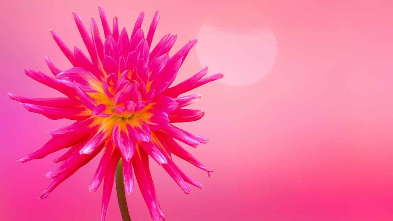 Нежный цветок георгина на розовом фоне