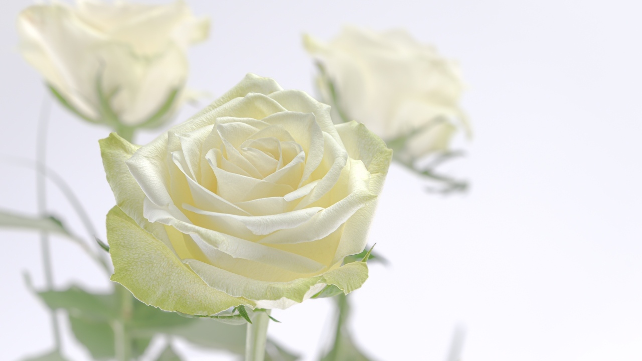 Нежный цветок ароматной белой розы крупным планом