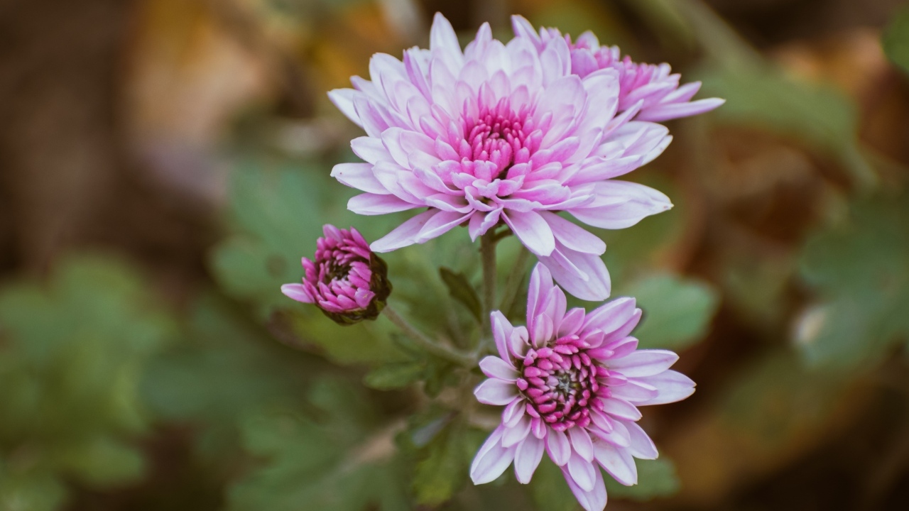 Нежная розовая садовая хризантема