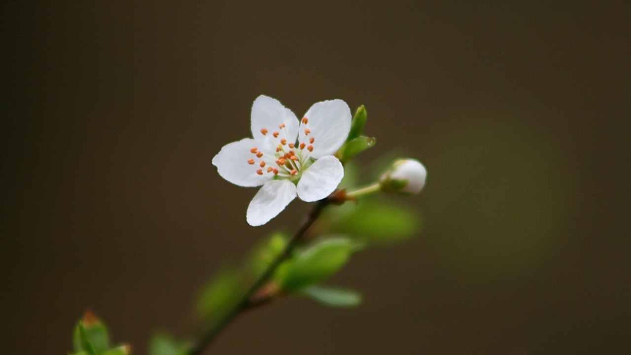 Нежный белый цветок на ветке вишни 