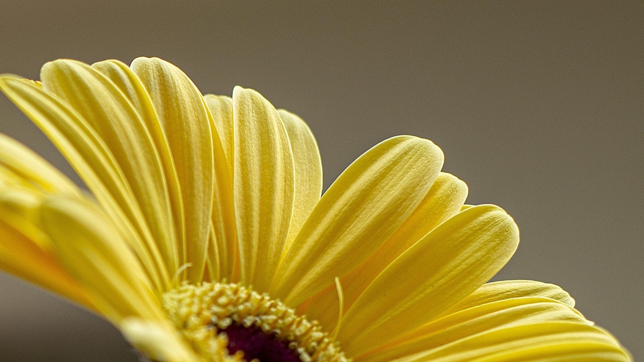 Нежные желтые лепестки герберы