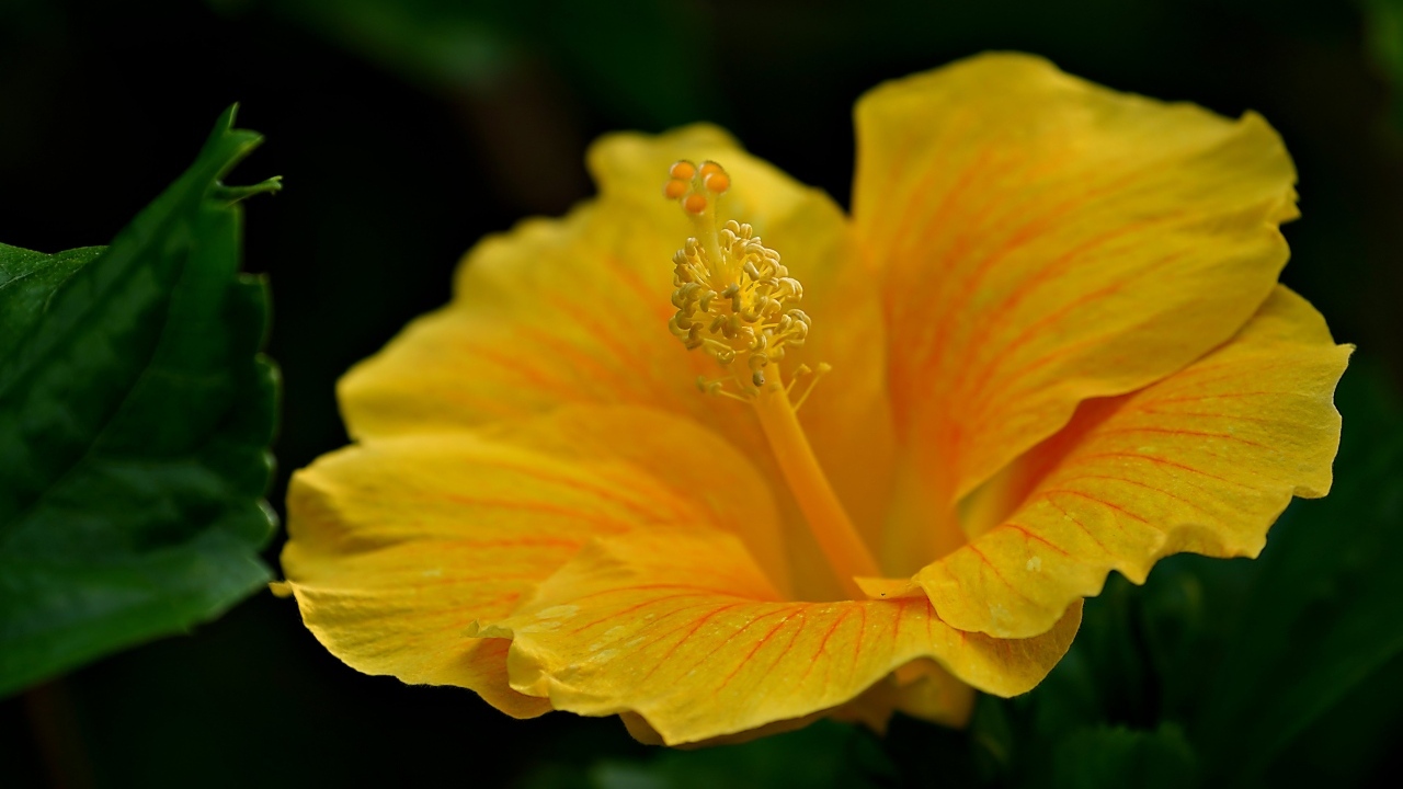 Нежный желтый цветок гибискуса крупным планом