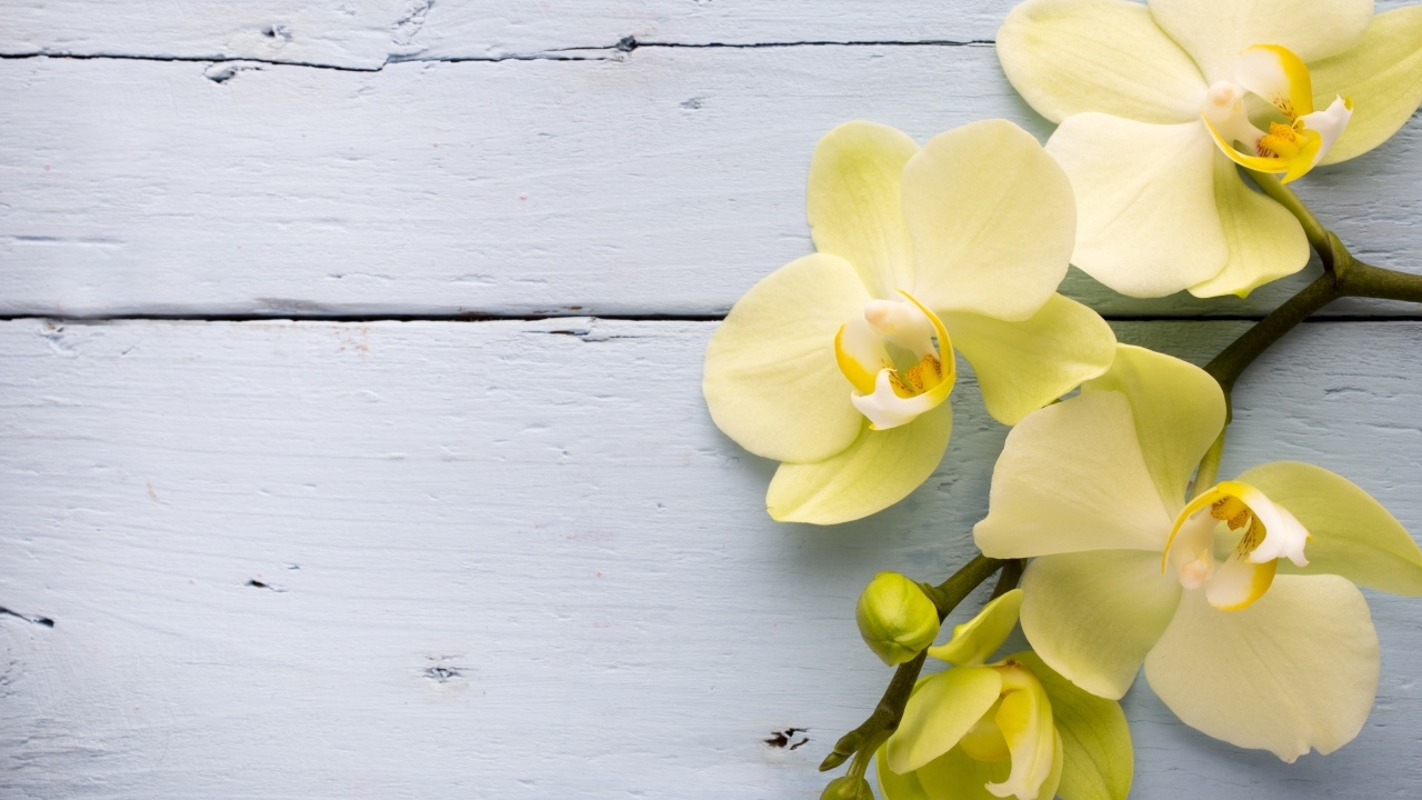 Нежные желтые орхидеи на сером фоне