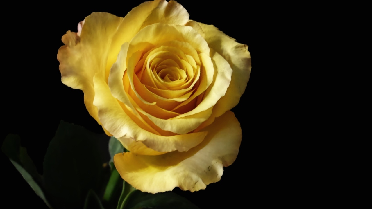 Нежная желтая роза крупным планом на черном фоне