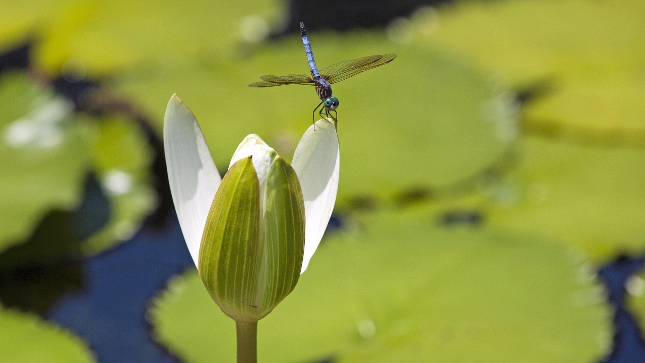 Стрекоза сидит на белом цветке водяной лилии