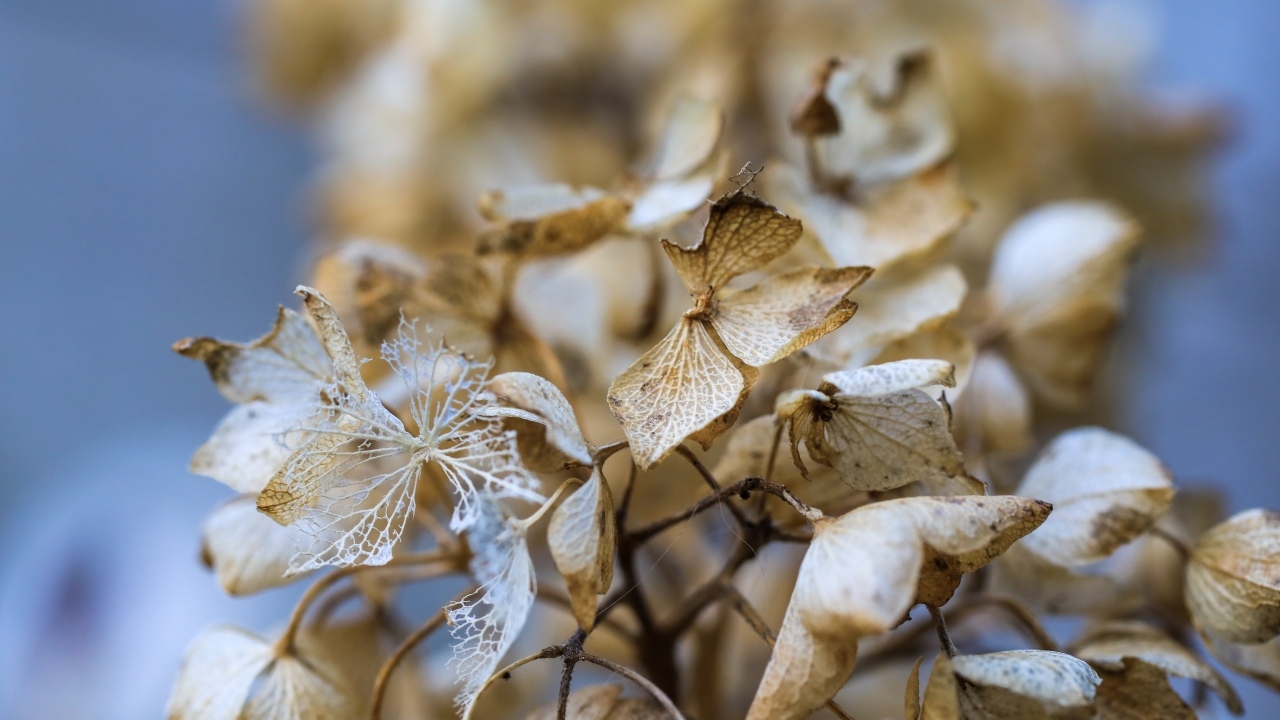 Отцветшие цветы гортензии крупным планом