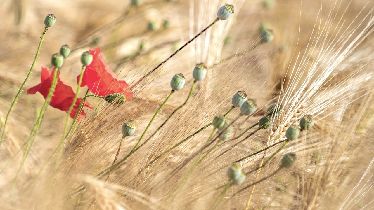 Отцветший  мак в колосьях пшеницы