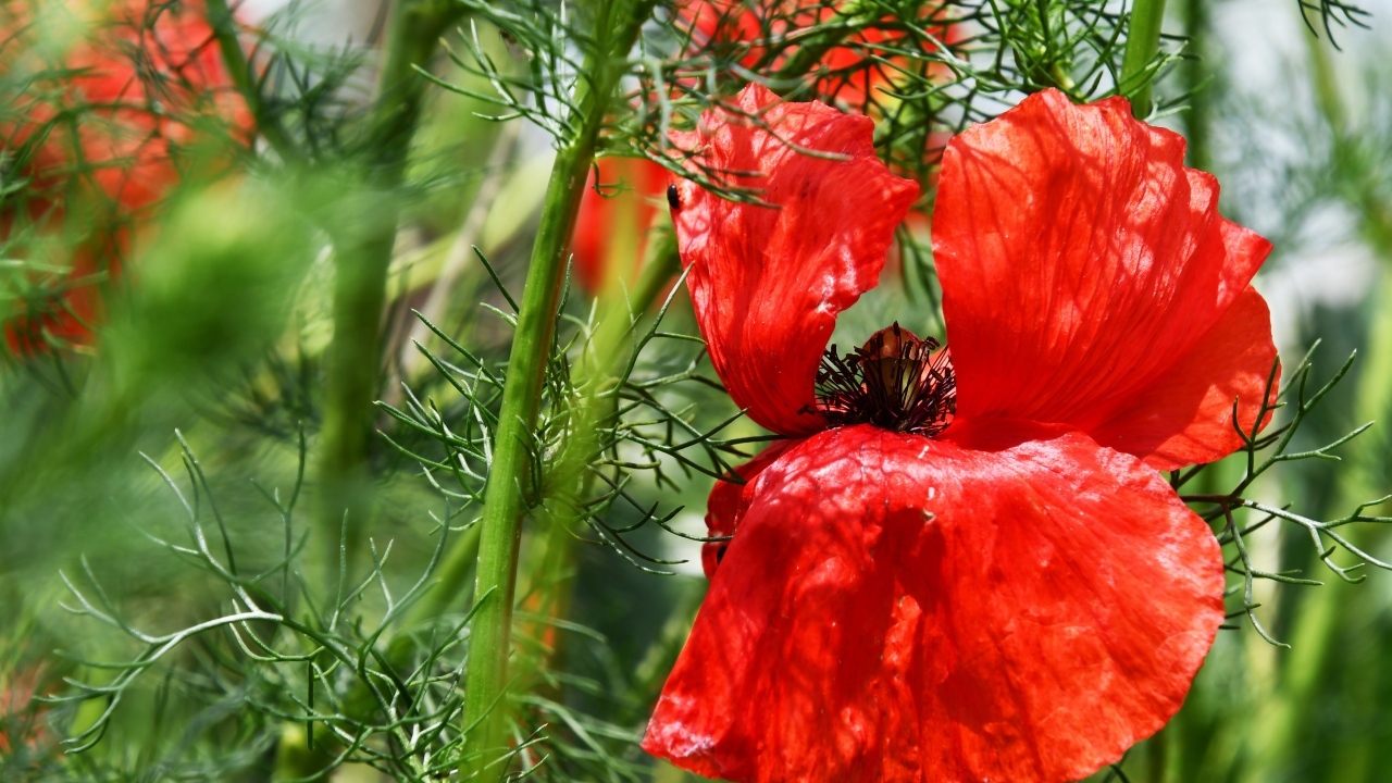 Полевой мак с красными лепестками в зеленых листьях