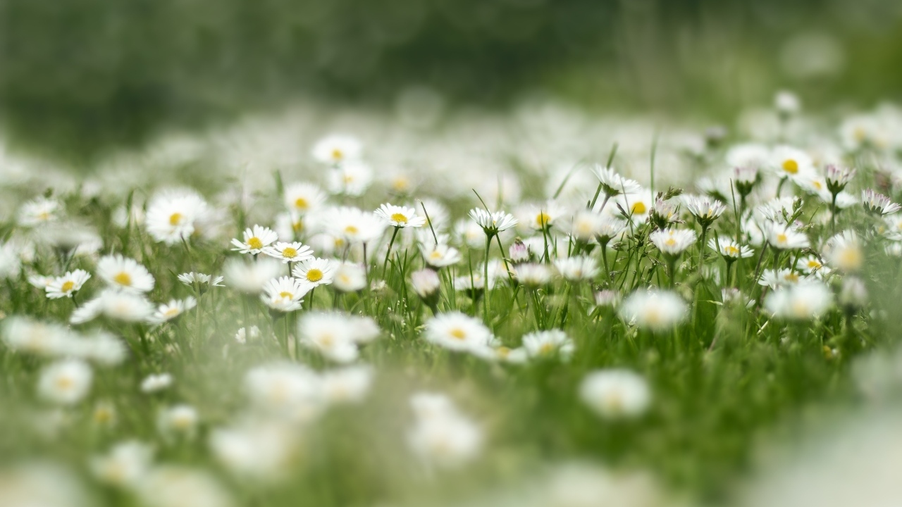 Поле с нежными белыми цветами маргаритки