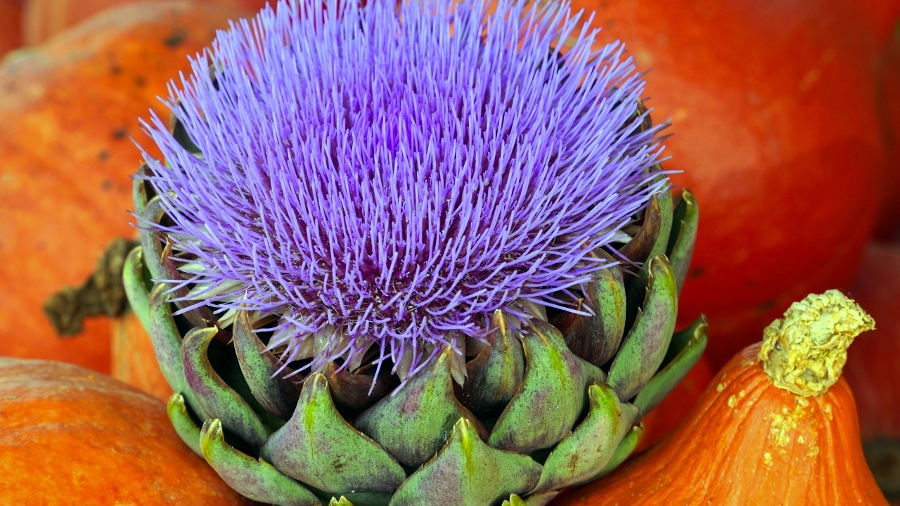 Цветущий артишок и тыква крупным планом