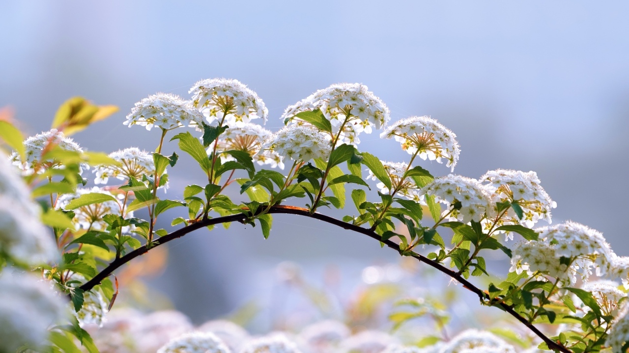 Цветущие ветки дерева весной на фоне неба