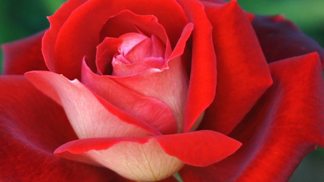 Ароматная красная чайная роза крупным планом