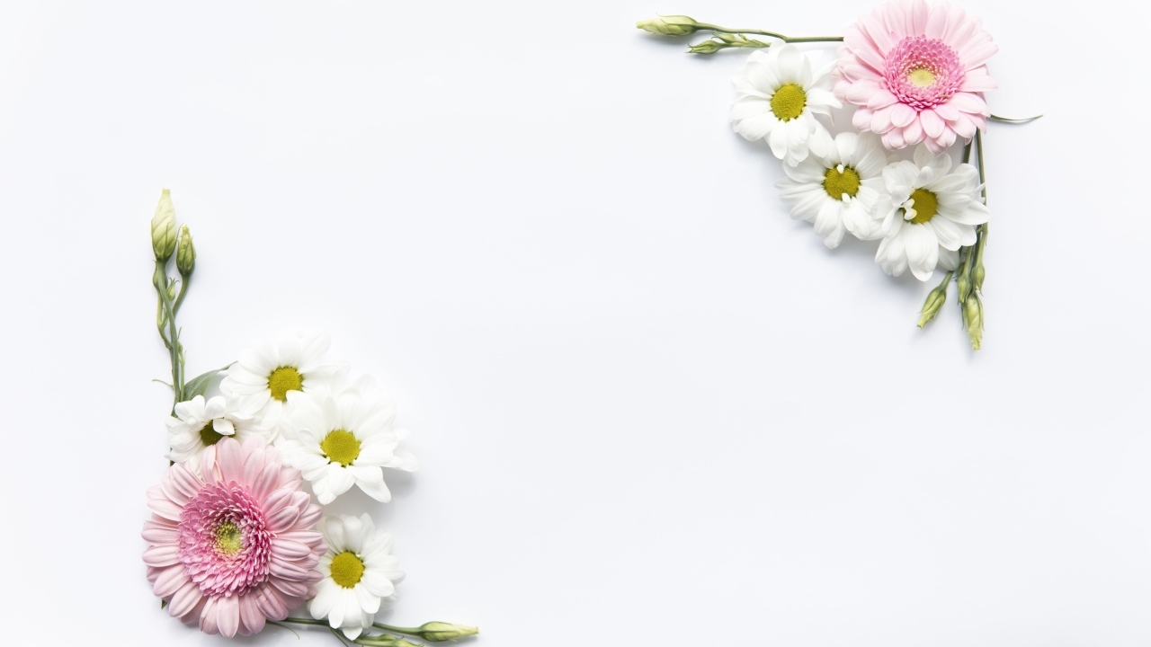 Цветы герберы и хризантемы на белом фоне