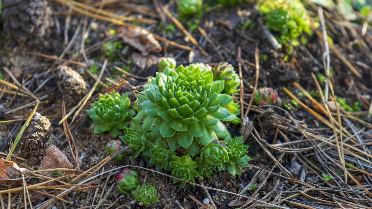 Зеленые растения суккуленты на земле