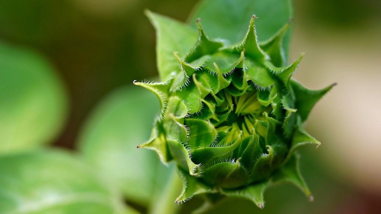 Зеленый нераспустившийся цветок подсолнуха