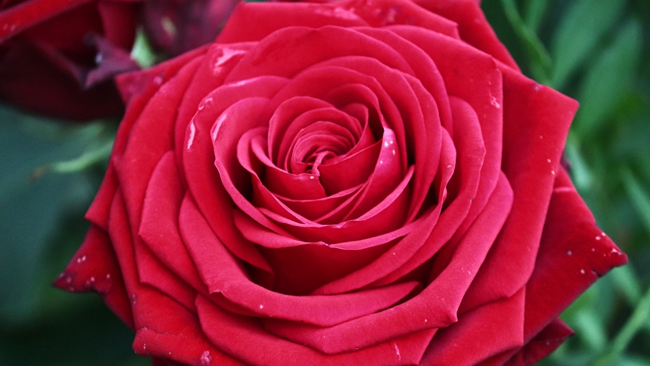 Крупная ароматная красная роза