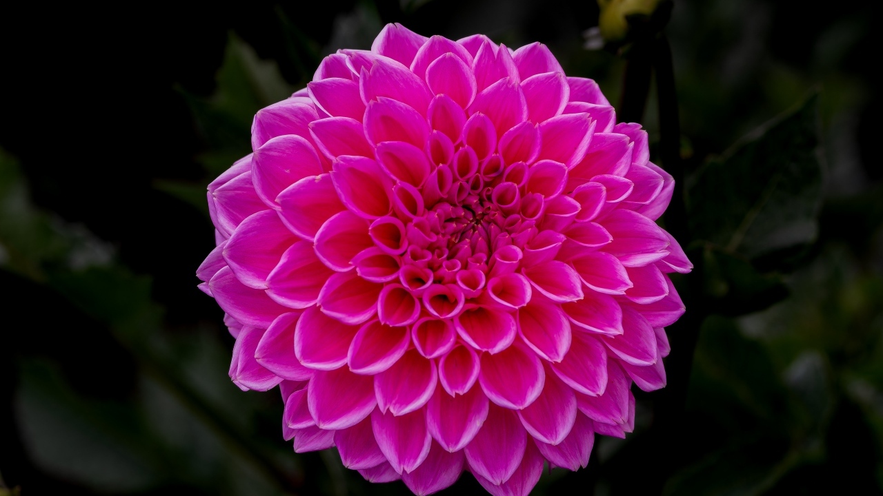 Большая пышная розовая георгина