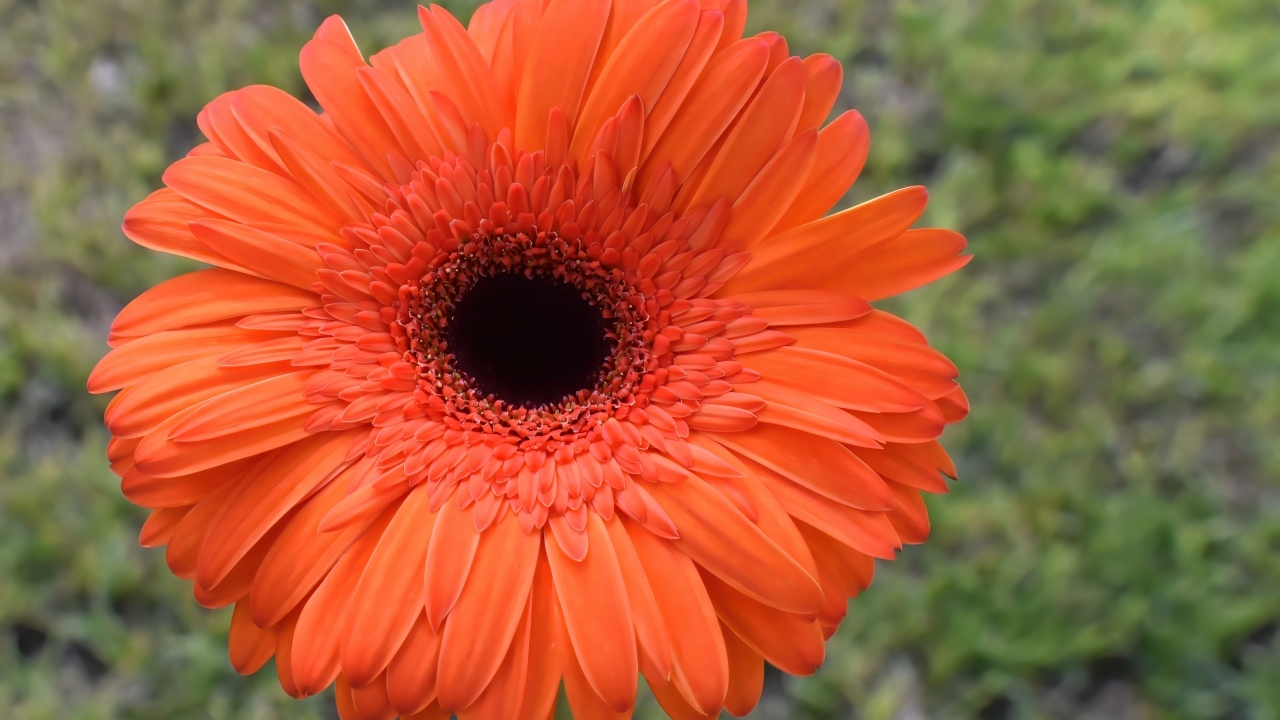 Крупный цветок оранжевой герберы