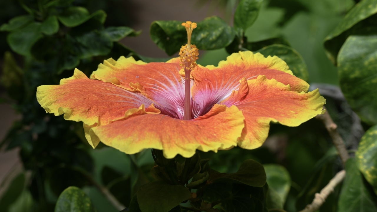 Большой оранжевый цветок гибискуса