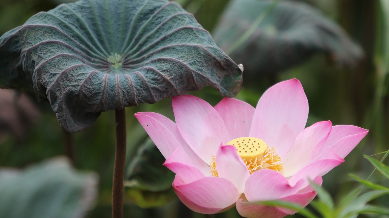 Большой цветок розового лотоса с листом