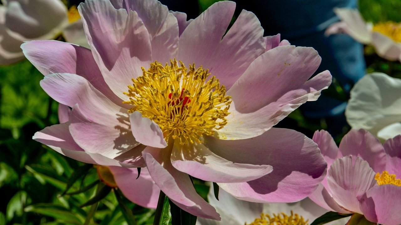 Большие розовые пионы на клумбе весной