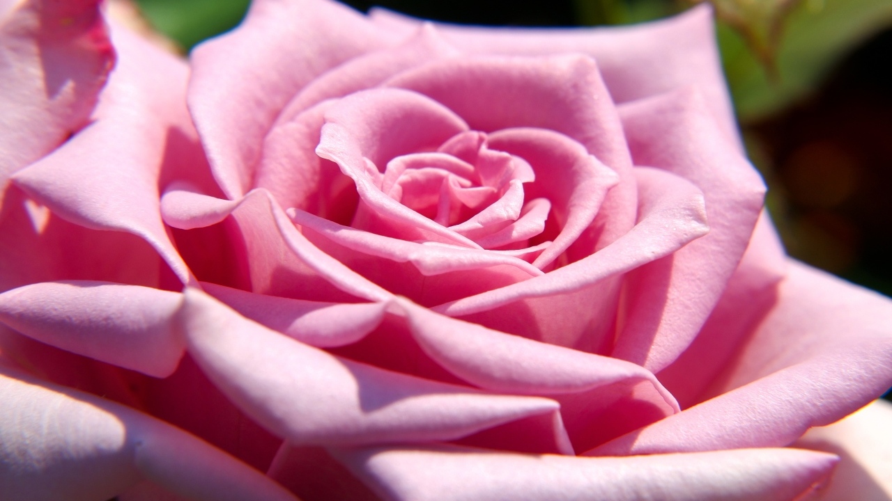 Крупная розовая роза вблизи