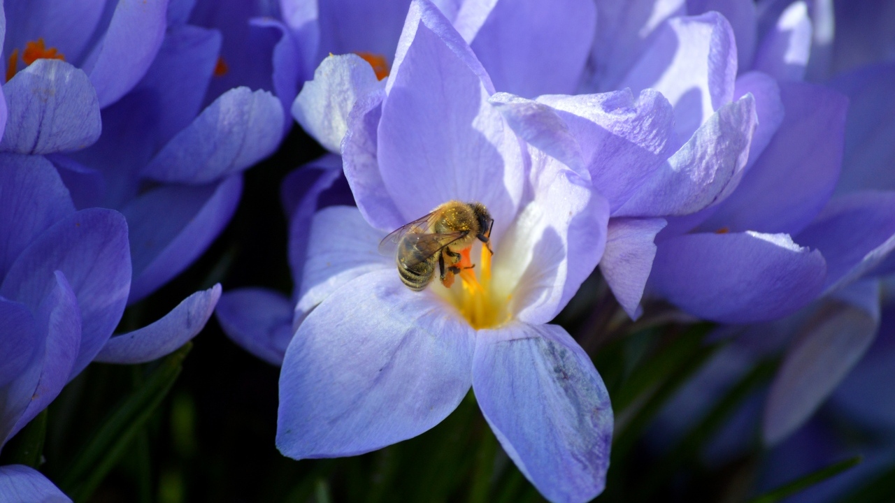 Сиреневый цветок крокуса с пчелой