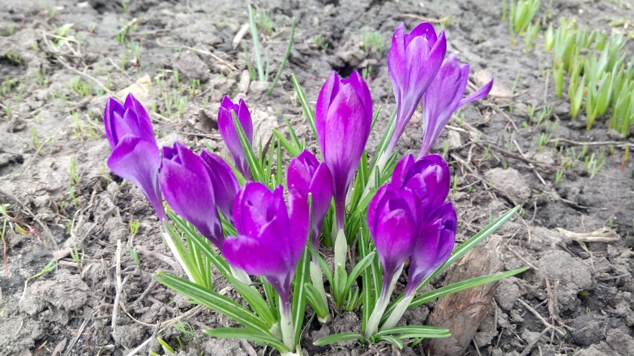 Сиреневые крокусы на черной земле