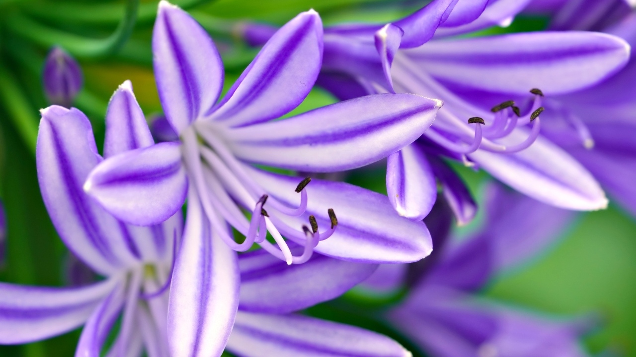 Сиреневые цветы африканская лилия