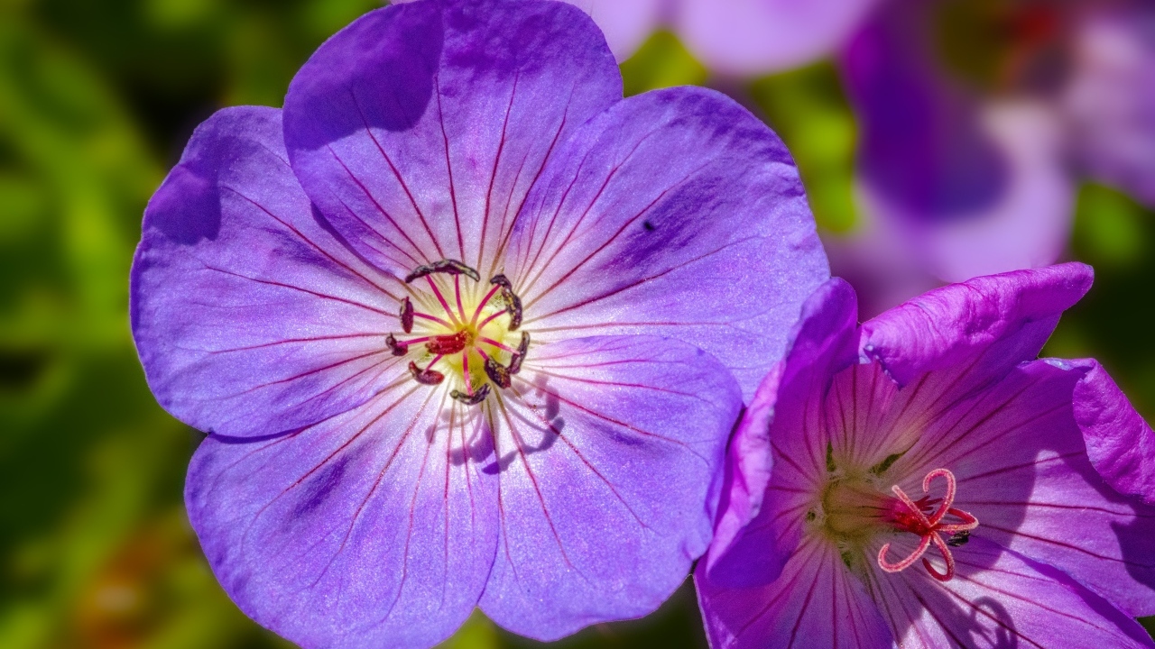 Сиреневые цветы флокса крупным планом