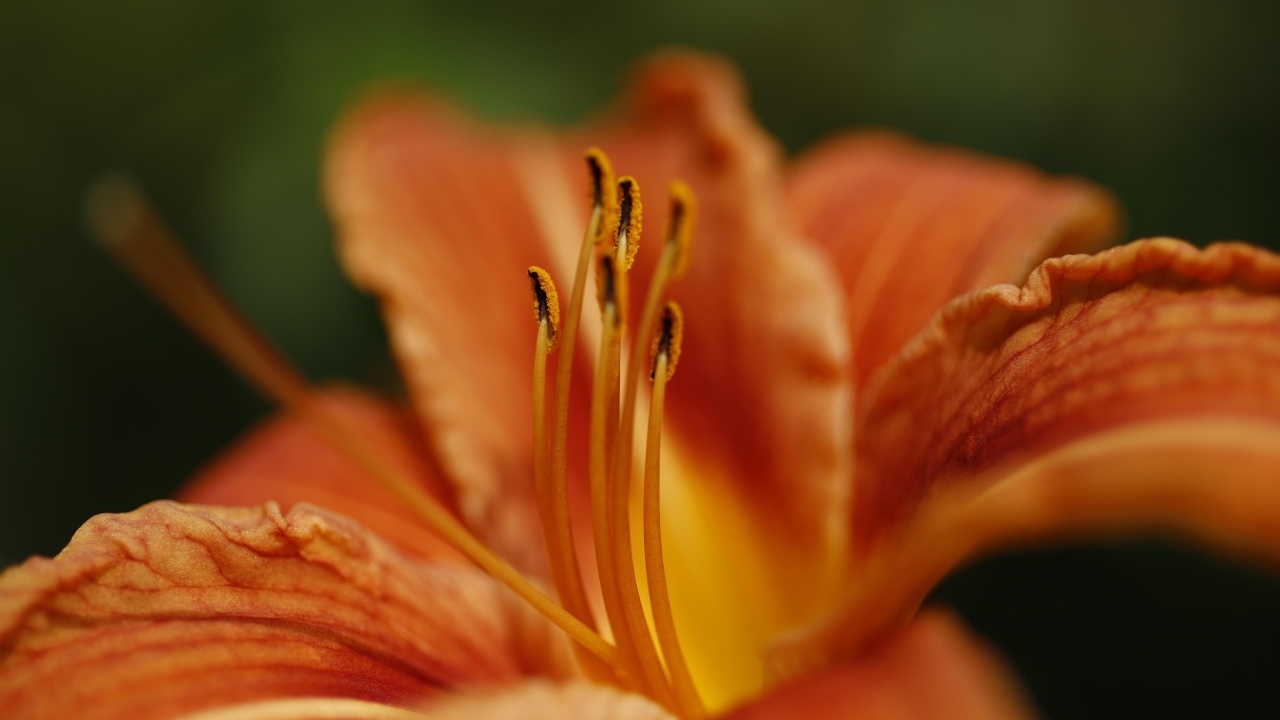 Серединка и оранжевые лепестки лилии