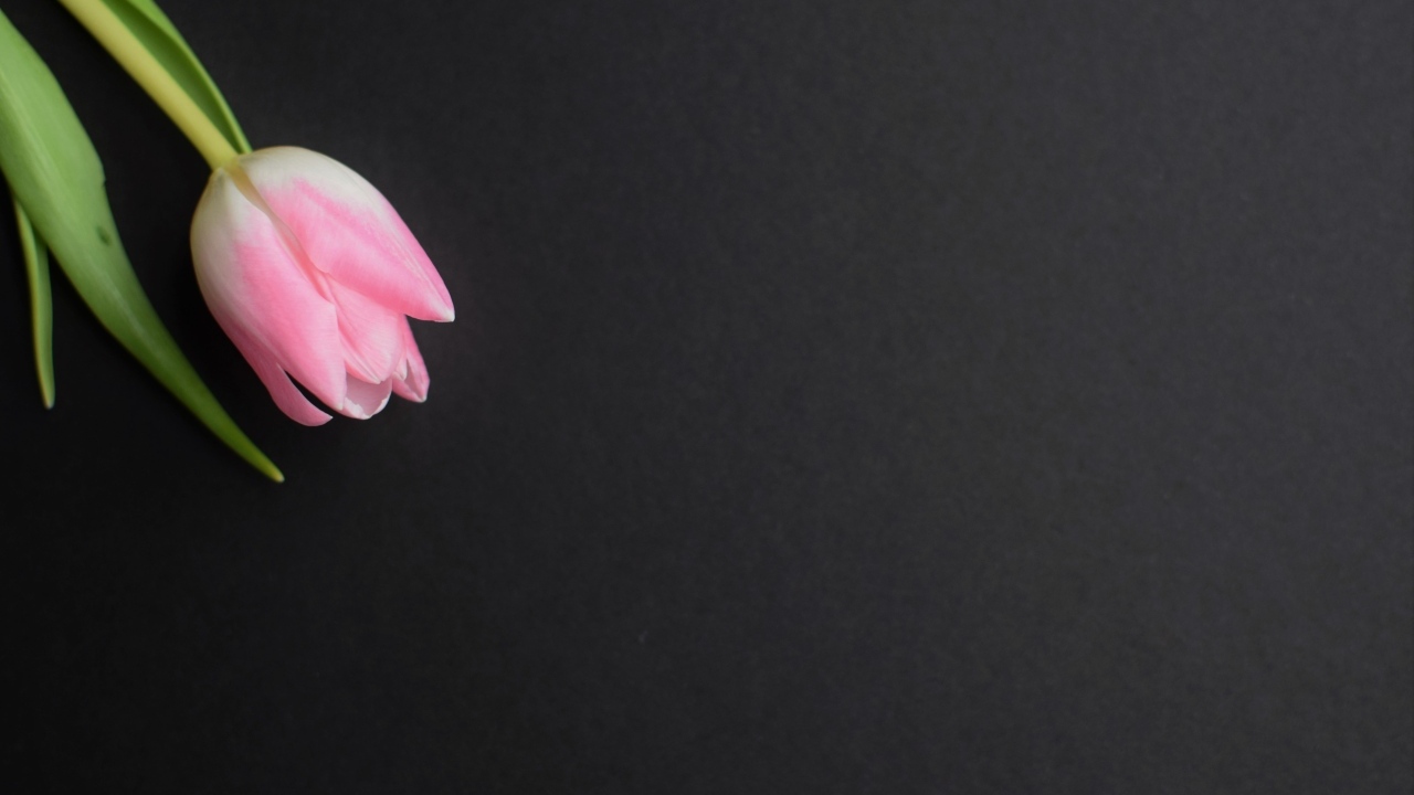 Одинокий розовый тюльпан на сером фоне
